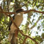 Newcastle - Blackbutt Reserve 
